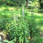 great blue lobelia Native Wildflower Wetlands Prairie Woodland,300 seeds  #ABG13