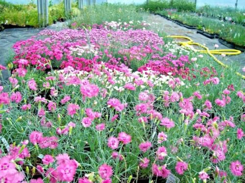 dianthus cottage pinks freagrant drought,300 seeds  #ABG13