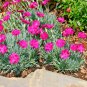 dianthus cottage pinks freagrant drought,300 seeds  #ABG13