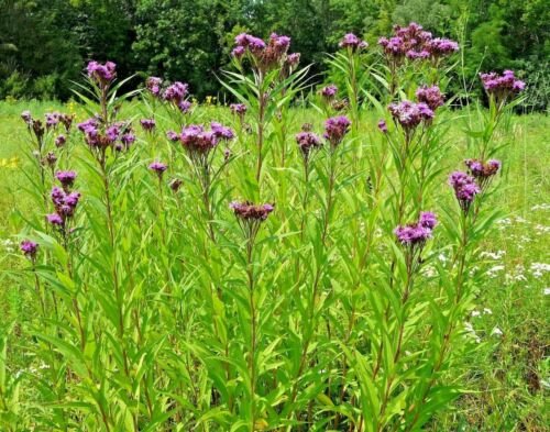 flowers seeds common smotg ironweed native wildflowers 300 seeds,easy to grow  #ABG13
