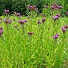 flowers seeds common smotg ironweed native wildflowers 300 seeds,easy to grow  #ABG13