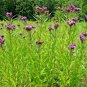 flowers seeds common smotg ironweed native wildflowers 300 seeds,easy to grow  #ABG13