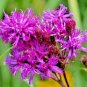 flowers seeds common smotg ironweed native wildflowers 300 seeds,easy to grow  #ABG13