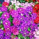 verbena mix flower seeds 200 seeds,great for gardening #ABG13