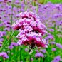 purpletop vervain  Wildflower Butterflys Bees Pollinators 500 seeds,easy to grow #ABG13