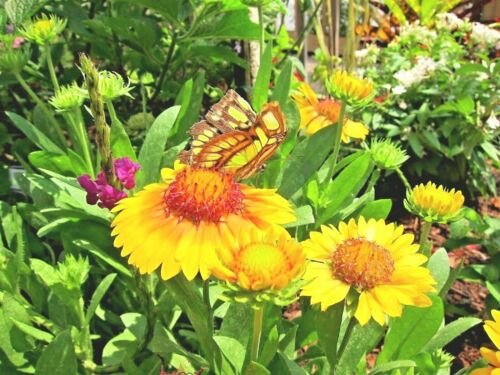 yellow blanket flower Native Wildflower Perennial,100 seeds  #ABG13