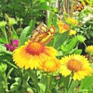 yellow blanket flower Native Wildflower Perennial,100 seeds  #ABG13