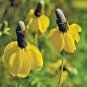 prairie yellow coneflowers seeds Native Wildflower,200 seeds #ABG13