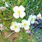 pale evening primrose flowers,300 seeds easy to grow    #ABG13