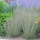 little blustem  Seeds   Native Prairie Grass Clumping Ornamental,500 seeds #ABG13