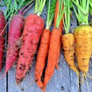 500 seeds rainbow carrots ,  great for your garden #ABG13