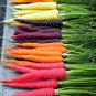 500 seeds rainbow carrots , great for your garden #ABG13