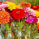 giant dahua zinnia mix flower seeds,1000 seeds #ABG13