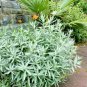 prairie sage white sagebrush 200 seeds,easy to grow    #ABG13