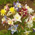 100 seeds columbine mix color  Wildflower Aquilegia Garden/Containers, easy to grow    #ABG13