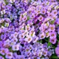 2000 flowers seeds purple dwarf sweet alyssym royal  carepet,easy to grow  #ABG13