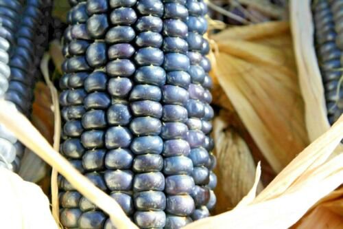 blue hopi dent corn Native Staple Cornmeal Ornamental,75 seeds  #ABG13
