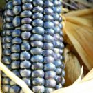 blue hopi dent corn Native Staple Cornmeal Ornamental,75 seeds  #ABG13