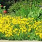 flowers seeds oregon sunshine wooley Native Wildflower Drought 200 seeds,easy to grow   #ABG13