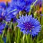 dwarf blue bachelor button cornflowers 500 seeds,easy to grow  #ABG13