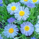 500 flowers seed blue fleabane aspen,great for gardening  #ABG13