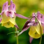 100 flowers seeds oriental columbine Endangered Wildflower Garden/Containers,easy to grow #ABG13
