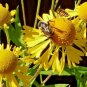 500 seeds autumn sneezeweed Native Wildflower , easy to grow #ABG13