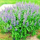 flowers  broadleaf culinary sage Native  Purple Flowers Spikes 200 seeds,easy to grow   #ABG13