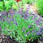 flowers broadleaf culinary sage Native Purple Flowers Spikes 200 seeds,easy to grow #ABG13
