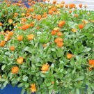 1 oz english marigold Ornamental Culinary Medicinal,easy to grow  #ABG13