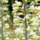 50 flowers seeds white wild indigo Wildflower Perennial .easy to grow #ABG13