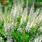 50 flowers seeds white wild indigo Wildflower Perennial .easy to grow #ABG13