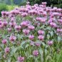 flowers seeds wild bergamot Native Wildflower 300 seeds,easy to grow #ABG13