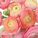 Salmon Persian Buttercup Seeds Ranunculus Asiaticus Peony,25 seeds #ABG14