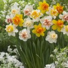 5   flowers seeds double mix Daffodil Bulbs Spring Flower Bulb   #ABG14