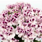 25 Seeds White Purple Geranium ,easy to grow  #ABG14