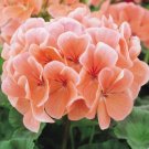 Peach Geranium   Perennial Flowers Flower Seed Bloom,25 seeds   #ABG14