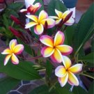 5 flowers Seeds Yellow White Purple Plumeria  Plants ,great for gardening    #ABG14