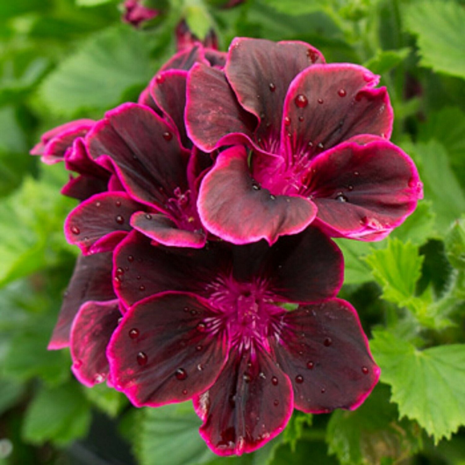 25  Seed Maroon Pink Geraniums  Perennial Flowers ,easy to grow    #ABG14