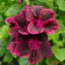 25  Seed Maroon Pink Geraniums  Perennial Flowers ,easy to grow    #ABG14