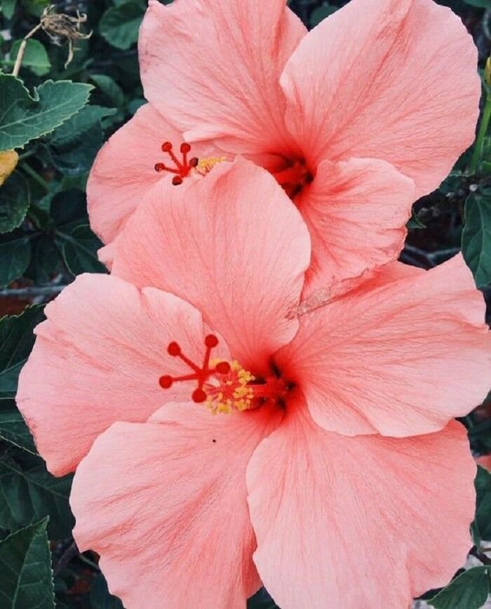 Rare Salmon Pink Hibiscus  Giant Hardy flowers seeds, 20 seeds #ABG14