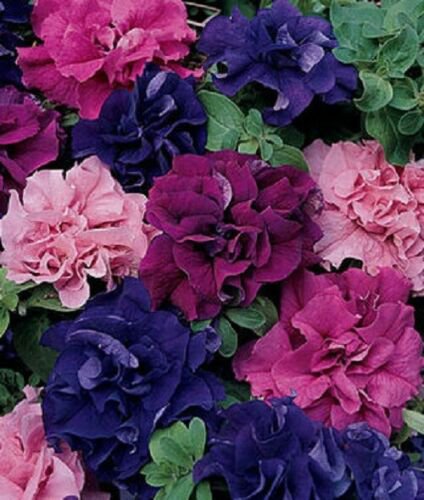 50 seeds   Double Pink Red Purple Mix Petunia . easy to grow #ABG14