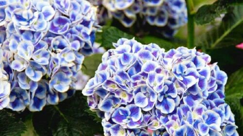 Mars Hydrangea Seeds Perennial  Shrub Flower Bush,5 seeds  #ABG14