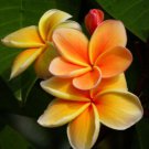 flowers seeds Yellow Orange Plumeria, 5 seeds  #ABG14