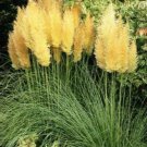 Yellow Pampas Grass  100 Seeds,  Perennial Flowering Ornimental Grasses   #ABG14