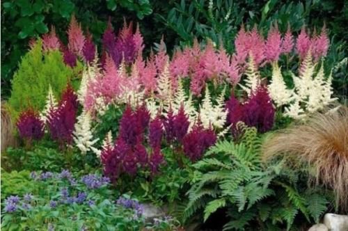 White Pink Purple Astilbe  50 seeds, easy to grow  #ABG14