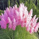 Pink Pampas Grass 100 seeds,easy to grow  #ABG14