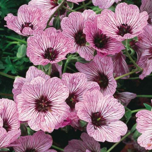 25 flowers seeds Light Pink Geranium, easy to grow  #ABG14