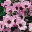 25 flowers seeds Light Pink Geranium, easy to grow  #ABG14