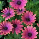 25 flowers seeds Orange Osteospermum, easy to grow #ABG14
